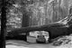 Sequoia National Park Tunnel Log Poster Print showing a car driving through the log passage.