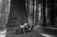 First Auto to Enter Sequoia National Park 1910 Poster Print