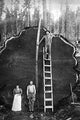 Giant Sequoia Log Poster Print from Generals Highway, California