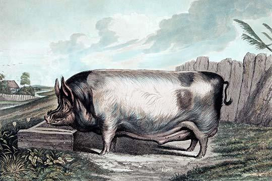 A British Boar poster print by Edwin Landseer showcasing wildlife art.