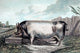 A British Boar poster print by Edwin Landseer showcasing wildlife art.