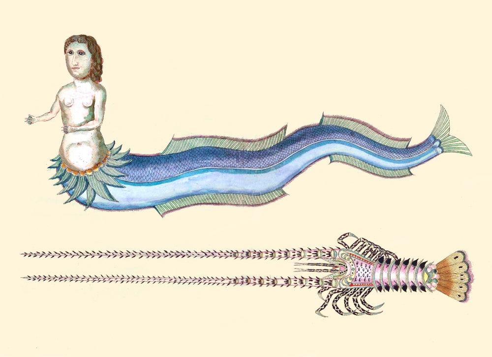 Sea Creatures Poster Print from Histoire Naturelle by Samuel Fallours