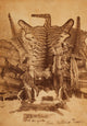 Studio photograph of Texas Ranger Robert Hall by D. P. Barr, featuring animal skins and rifle.