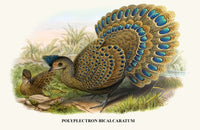Malayan Peacock Pheasant Fine Art Print by John Gould showcasing vibrant colors and intricate patterns.
