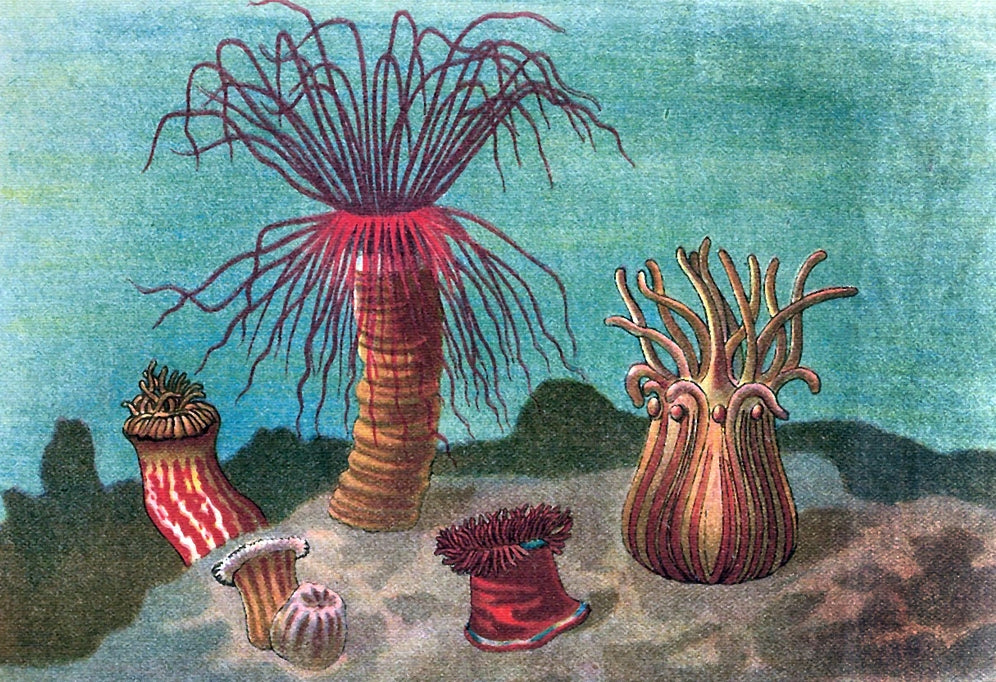Vibrant Sea Anemone Poster Print showcasing ocean beauty.