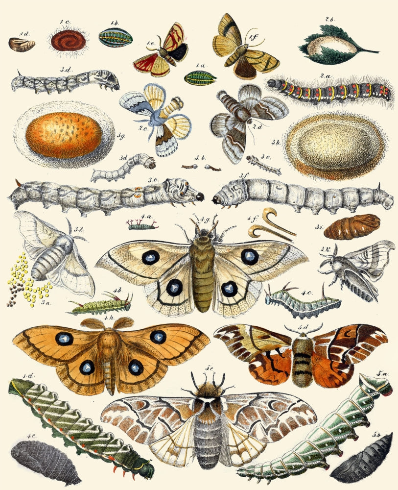 Butterflies Poster Print showcasing vibrant colors and detailed design.