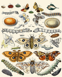 Butterflies Poster Print showcasing vibrant colors and detailed design.