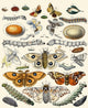 Butterflies Poster Print showcasing vibrant colors and detailed design.