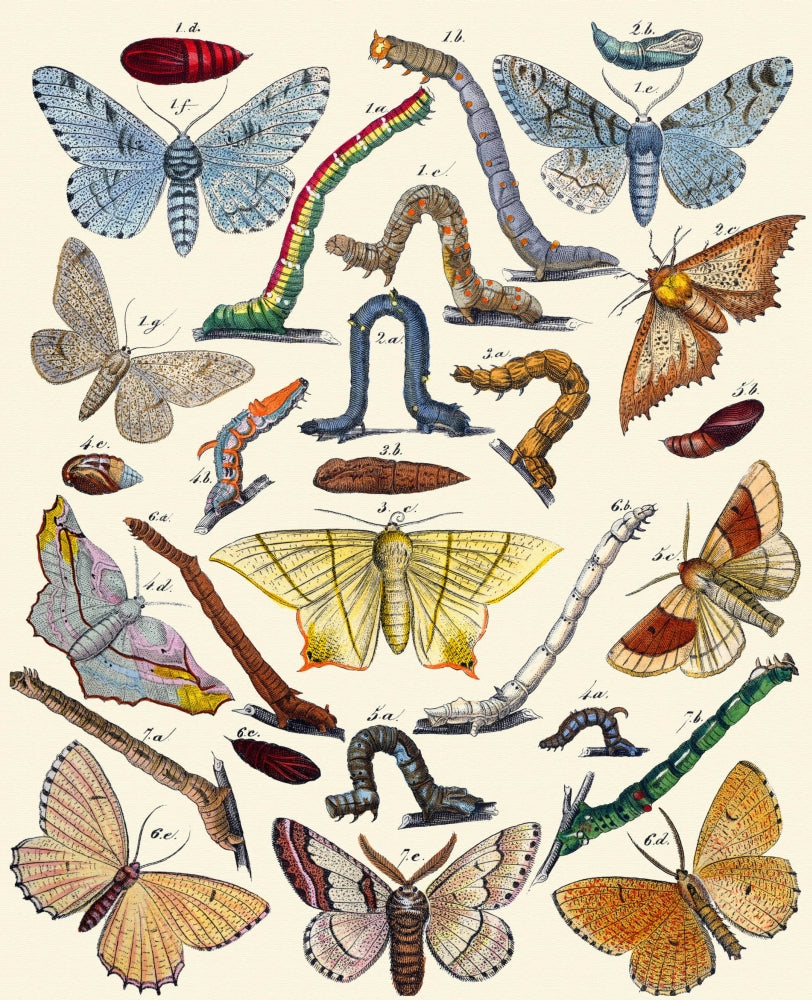 Berge's Butterfly Poster Print featuring vibrant colors and intricate details.