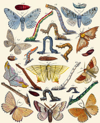 Berge's Butterfly Poster Print featuring vibrant colors and intricate details.