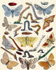 Berge's Butterfly Poster Print featuring vibrant colors and intricate details.