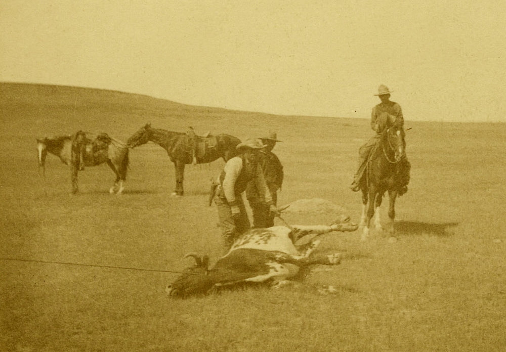 Roping A Texas Steer Poster Print by L.A. Huffman showcasing cowboy roping techniques.