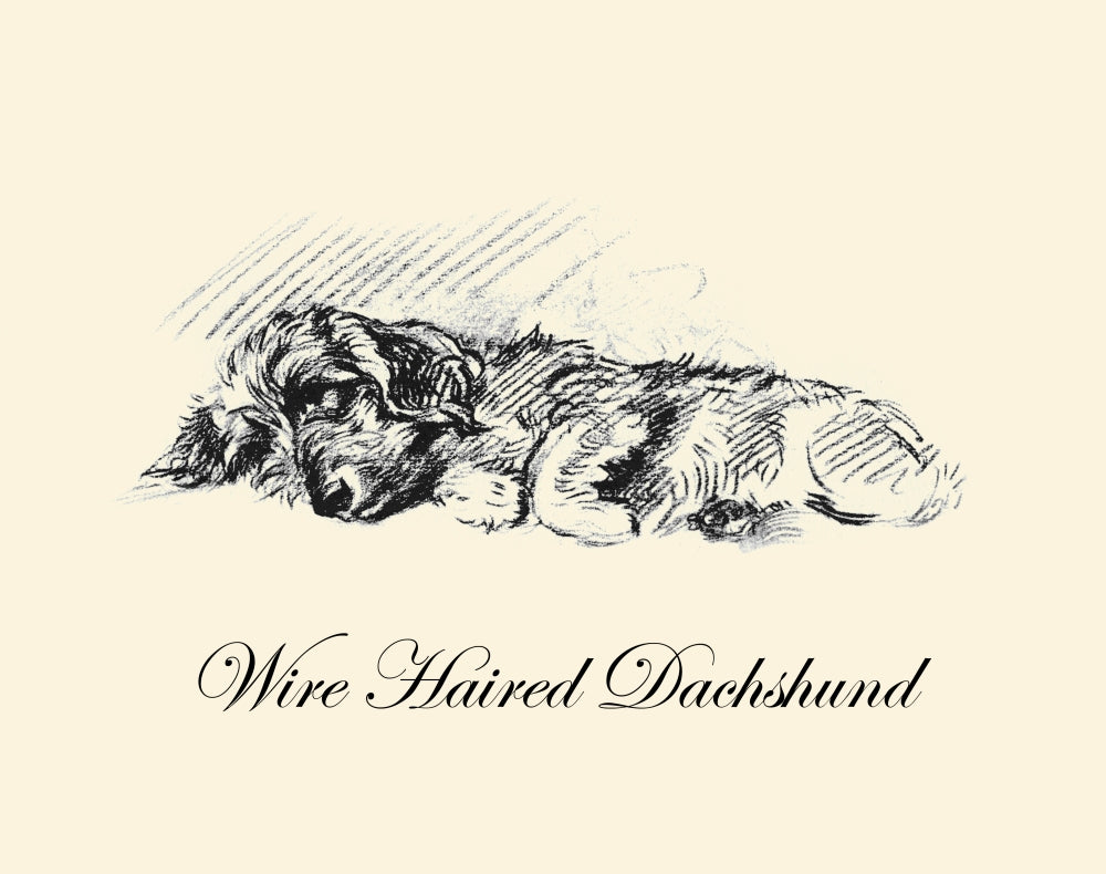 Pencil drawn dog illustration from 'Dogs Rough & Smooth' by Lucy Dawson.