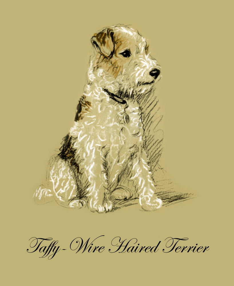 Pencil drawn illustration of a dog from 'Dogs Rough & Smooth' by Lucy Dawson.