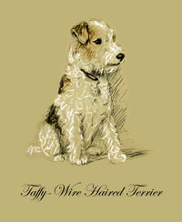 Pencil drawn illustration of a dog from 'Dogs Rough & Smooth' by Lucy Dawson.