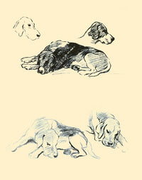 Dogs Rough & Smooth pencil illustration poster print by Lucy Dawson.