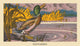 A Duck Swallows a Fish illustration from Stories that Never Grow Old by Piper Watty