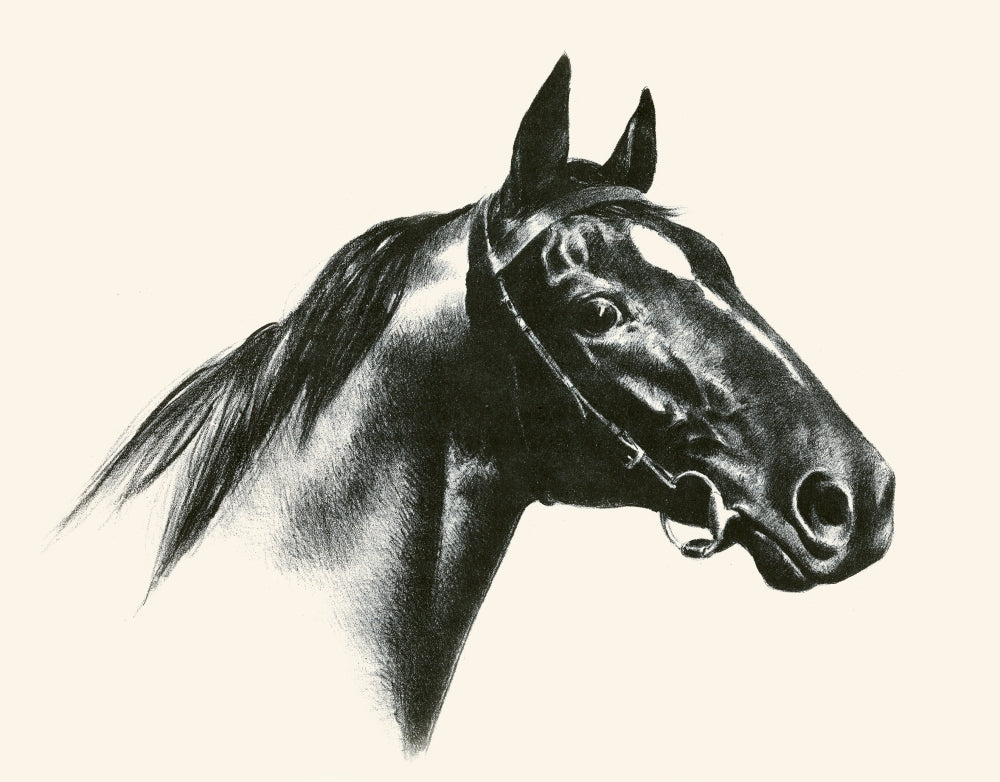 Illustration from Black, Bay, and Chestnut book by C.W. Anderson - Horse Poster Print