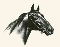 Illustration from Black, Bay, and Chestnut book by C.W. Anderson - Horse Poster Print
