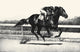 Black, Bay, and Chestnut horse illustration poster print by C.W. Anderson.