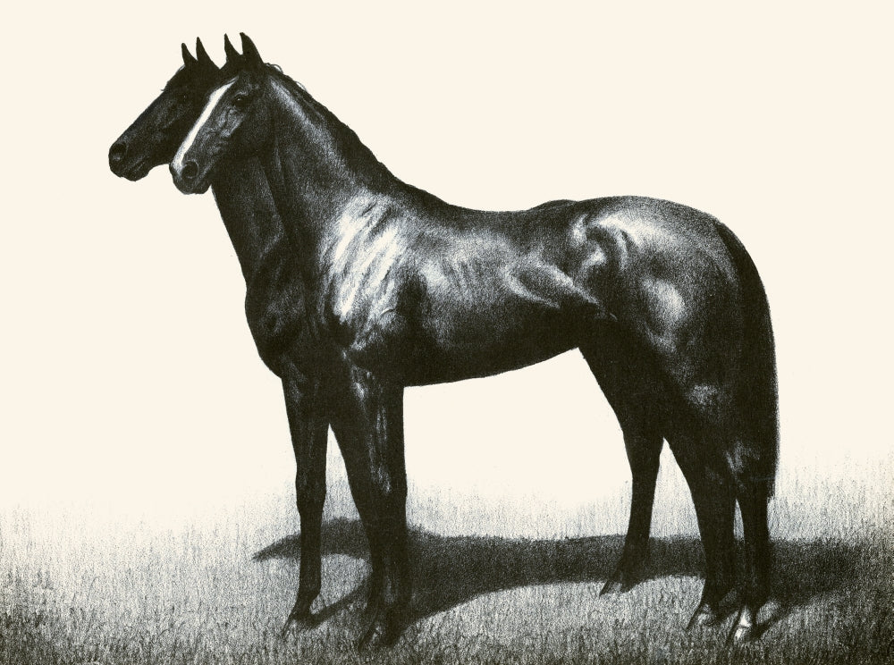 Black, Bay, and Chestnut Horse Profiles Poster Print by C.W. Anderson