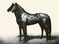 Black, Bay, and Chestnut Horse Profiles Poster Print by C.W. Anderson