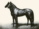 Black, Bay, and Chestnut Horse Profiles Poster Print by C.W. Anderson