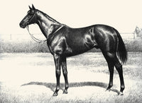 Black, Bay, and Chestnut horse illustration poster print by C.W. Anderson.