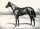 Black, Bay, and Chestnut horse illustration poster print by C.W. Anderson.