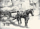 Black, Bay, and Chestnut horse illustration poster print by C.W. Anderson.