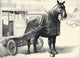 Illustration of horses from the book Black, Bay, and Chestnut by C.W. Anderson