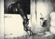 Black, Bay, and Chestnut Horse Illustrations Poster Print by C.W. Anderson