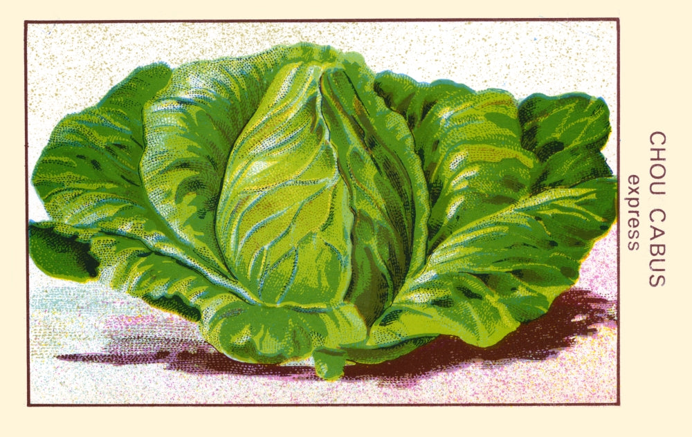 Cabus Express Cabbage Poster Print featuring a vibrant illustration of cabbage.