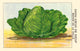 Cabbage of the Halle Poster Print showcasing vibrant colors and intricate textures.