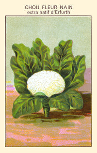 Vibrant Cauliflower Poster Print showcasing detailed botanical art.