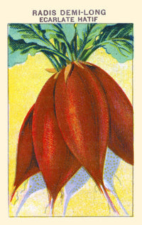 Half Scarlet Radish Art Print - Vibrant Vegetable Poster