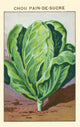 Sugar Cabbage Poster Print - vibrant botanical art for home décor