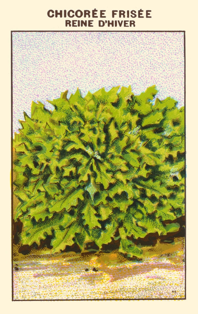Queen of Winter Chicoree Poster Print showcasing winter plants.