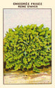 Queen of Winter Chicoree Poster Print showcasing winter plants.