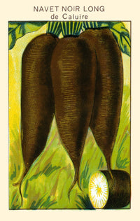 Black Turnip Poster Print showcasing detailed natural art.
