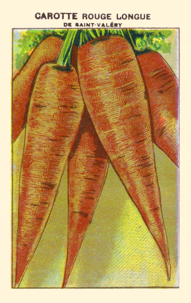 Red Long Saint Valery Carrot Poster Print showcasing vibrant colors and detailed illustration.