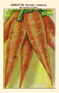 Red Long Saint Valery Carrot Poster Print showcasing vibrant colors and detailed illustration.