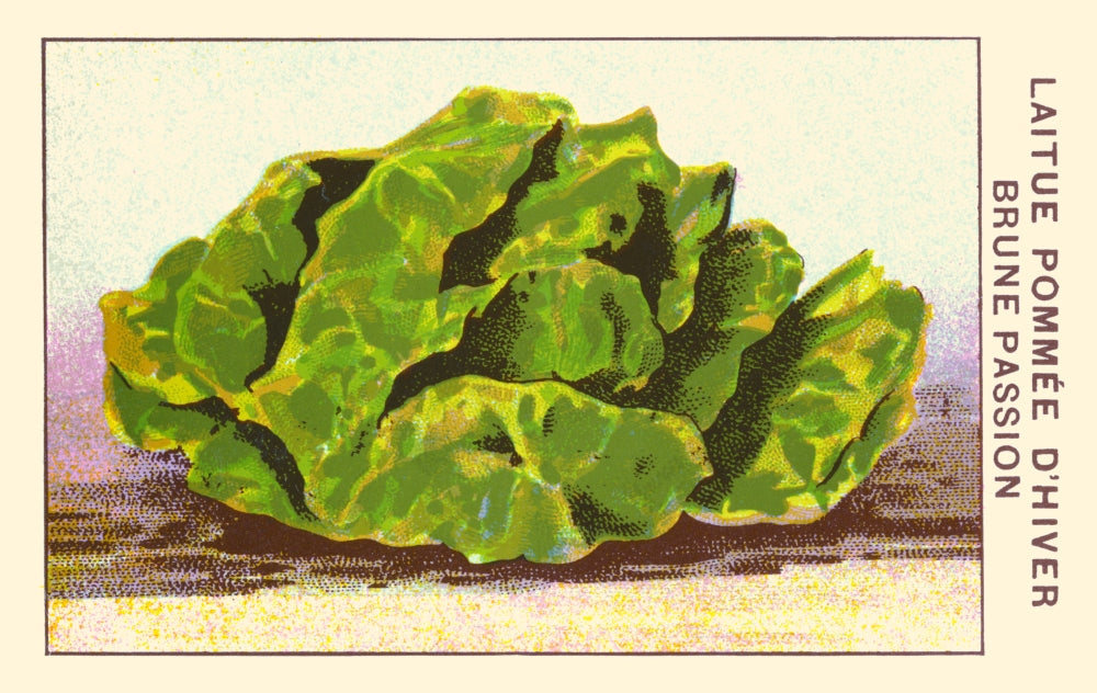 Brown Winter Passion Lettuce Poster Print showcasing vibrant details.