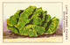 Brown Winter Passion Lettuce Poster Print showcasing vibrant details.