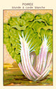White Pears Poster Print showcasing elegant fruit design.