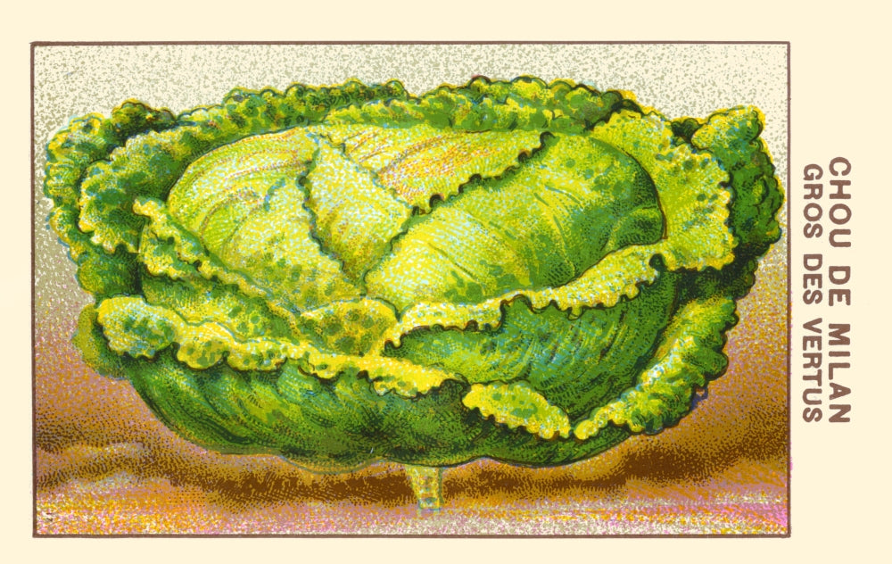 Milan Cabbage Poster Print featuring vibrant colors and intricate details