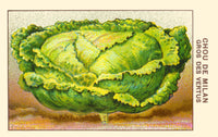 Milan Cabbage Poster Print featuring vibrant colors and intricate details