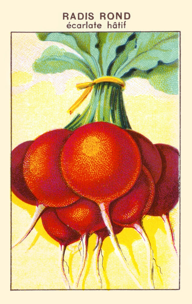 Round Hat Scarlet Radish Poster Print showcasing vibrant colors