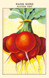 Round Hat Scarlet Radish Poster Print showcasing vibrant colors