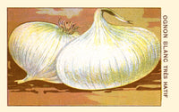 White Onion Poster Print showcasing detailed botanical artwork.